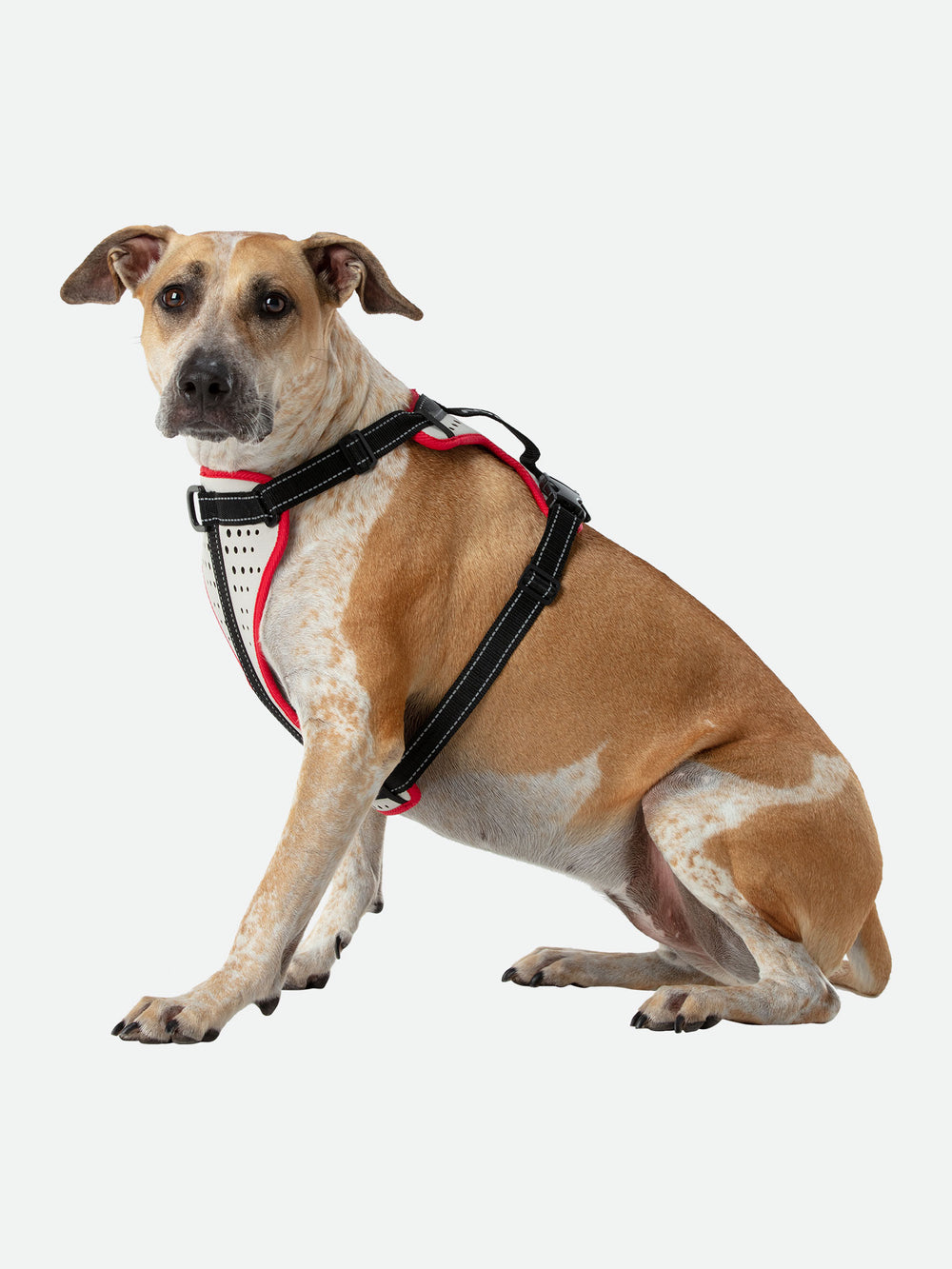 Nathan Dog Harness