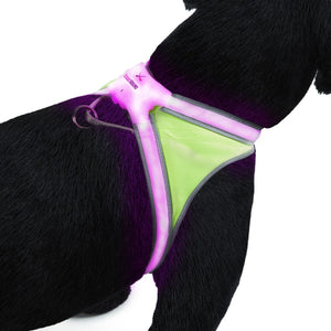 Unisex Noxgear Lighthound Illuminated Harness